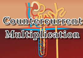 แอนิเมชัน: กลไกการเกิด countercurrent multiplication ในไต รูปภาพ 1